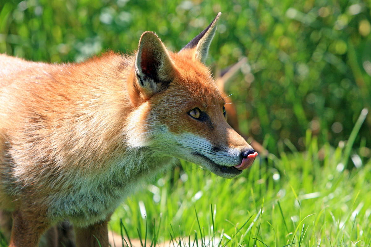 prédateur des poules : le renard